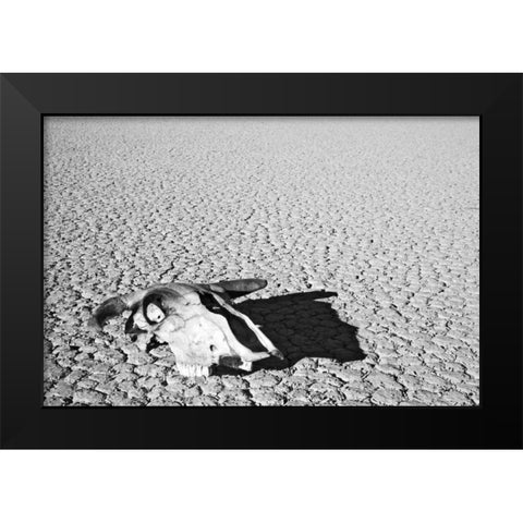 California, Death Valley NP Weathered cow skull Black Modern Wood Framed Art Print by Flaherty, Dennis