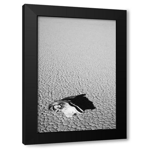 California, Death Valley NP Weathered cow skull Black Modern Wood Framed Art Print with Double Matting by Flaherty, Dennis