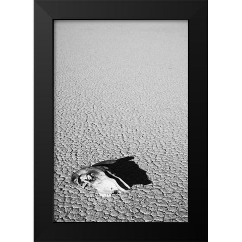 California, Death Valley NP Weathered cow skull Black Modern Wood Framed Art Print by Flaherty, Dennis