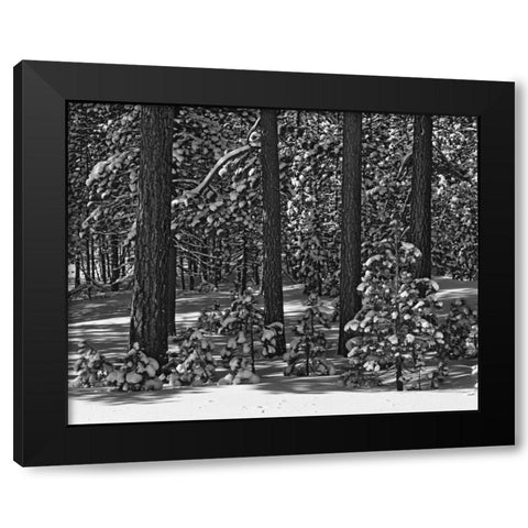 California, Sierra Nevada Forest in winter Black Modern Wood Framed Art Print with Double Matting by Flaherty, Dennis