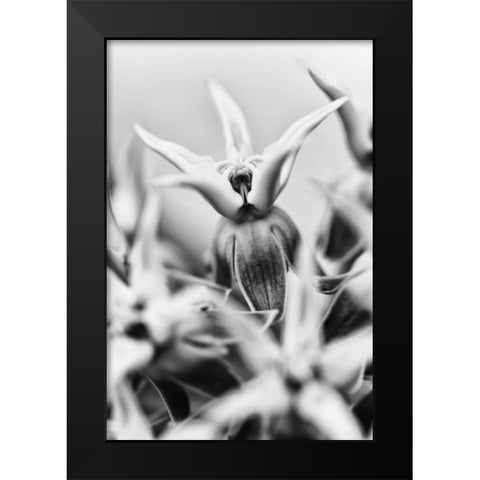 California, Owens Valley Showy milkweed Black Modern Wood Framed Art Print by Flaherty, Dennis