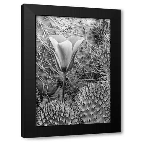 CA, Death Valley NP Mariposa tulip amid cacti Black Modern Wood Framed Art Print by Flaherty, Dennis