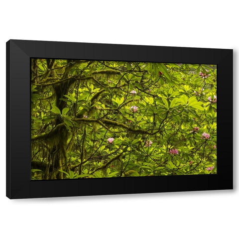 California, Redwoods NP Rhododendrons in forest Black Modern Wood Framed Art Print with Double Matting by Illg, Cathy and Gordon