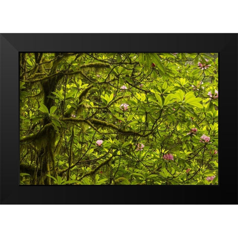California, Redwoods NP Rhododendrons in forest Black Modern Wood Framed Art Print by Illg, Cathy and Gordon
