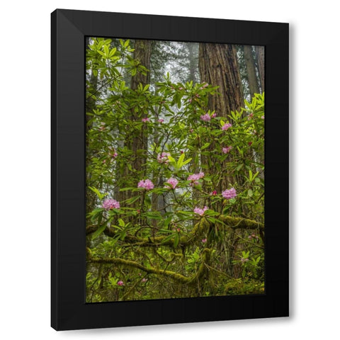 California, Redwoods NP Rhododendrons in forest Black Modern Wood Framed Art Print by Illg, Cathy and Gordon