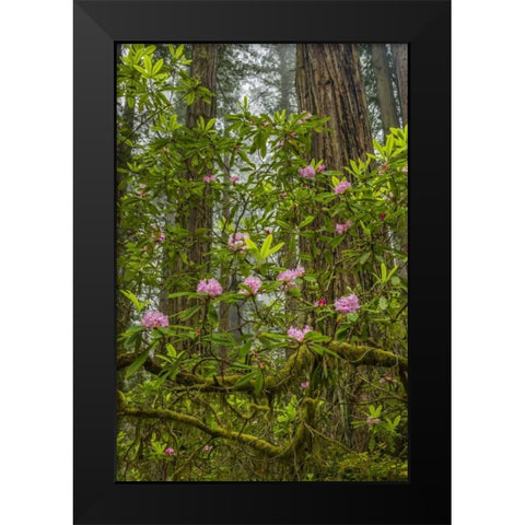 California, Redwoods NP Rhododendrons in forest Black Modern Wood Framed Art Print by Illg, Cathy and Gordon