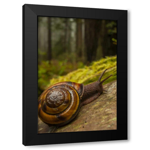USA, California, Redwoods NP Close-up of snail Black Modern Wood Framed Art Print by Illg, Cathy and Gordon