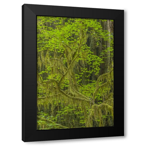 California, Redwoods NP Mossy limbs in forest Black Modern Wood Framed Art Print with Double Matting by Illg, Cathy and Gordon