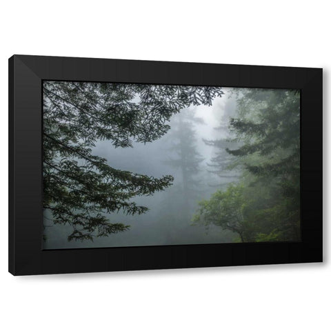California Fog in Ladybird Johnson Grove Black Modern Wood Framed Art Print by Illg, Cathy and Gordon
