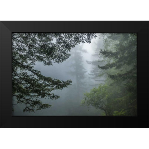 California Fog in Ladybird Johnson Grove Black Modern Wood Framed Art Print by Illg, Cathy and Gordon