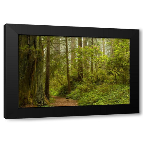 California, Redwoods NP Trail through forest Black Modern Wood Framed Art Print with Double Matting by Illg, Cathy and Gordon