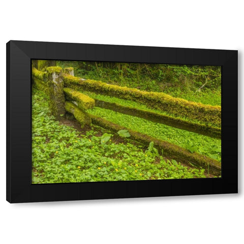 USA, California, Redwoods NP Moss-covered fence Black Modern Wood Framed Art Print by Illg, Cathy and Gordon