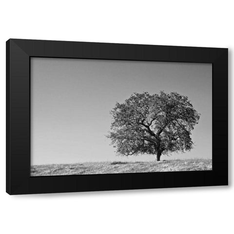 CA, Lone oak tree in the Sierra Nevada foothills Black Modern Wood Framed Art Print with Double Matting by Flaherty, Dennis