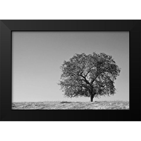CA, Lone oak tree in the Sierra Nevada foothills Black Modern Wood Framed Art Print by Flaherty, Dennis