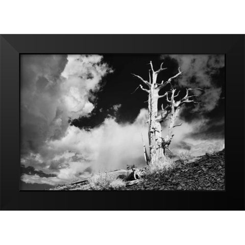 CA, White Mts Ancient bristlecone pine tree Black Modern Wood Framed Art Print by Flaherty, Dennis