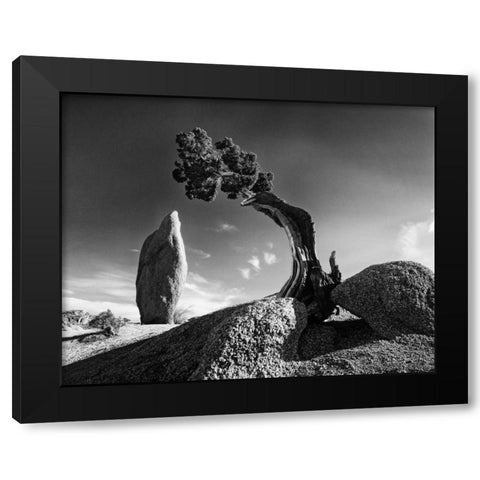 CA, Joshua Tree NP Monolith and juniper tree Black Modern Wood Framed Art Print with Double Matting by Flaherty, Dennis