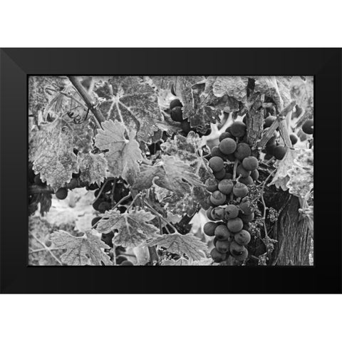 CA, Napa Valley Cabernet sauvignon grapes Black Modern Wood Framed Art Print by Flaherty, Dennis
