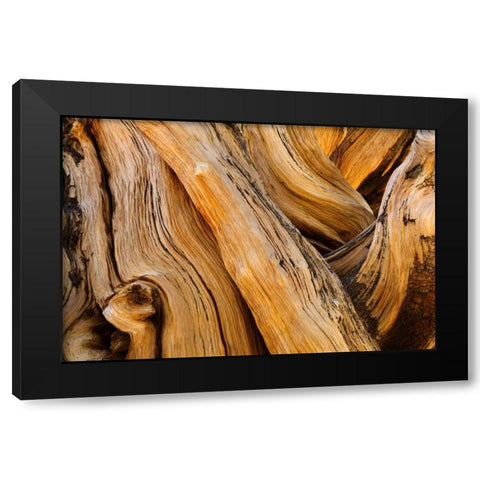 CA, White Mts Wilderness Bristlecone pine wood Black Modern Wood Framed Art Print by Paulson, Don