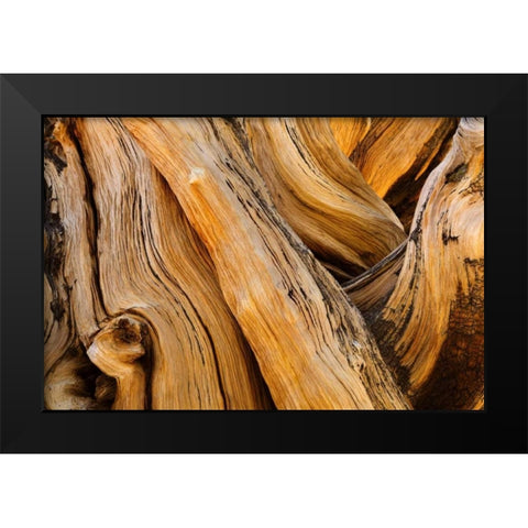 CA, White Mts Wilderness Bristlecone pine wood Black Modern Wood Framed Art Print by Paulson, Don