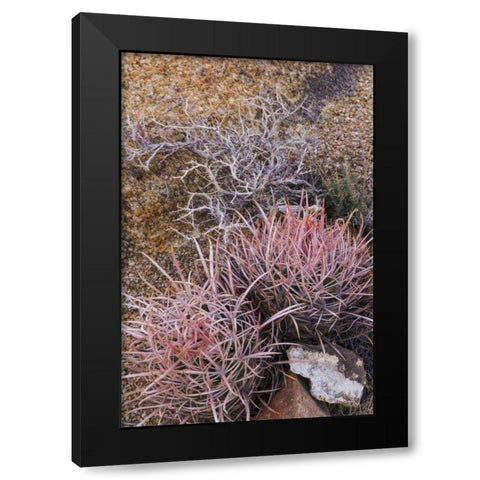 California, Alabama Hills Barrel cactus scenic Black Modern Wood Framed Art Print by Paulson, Don