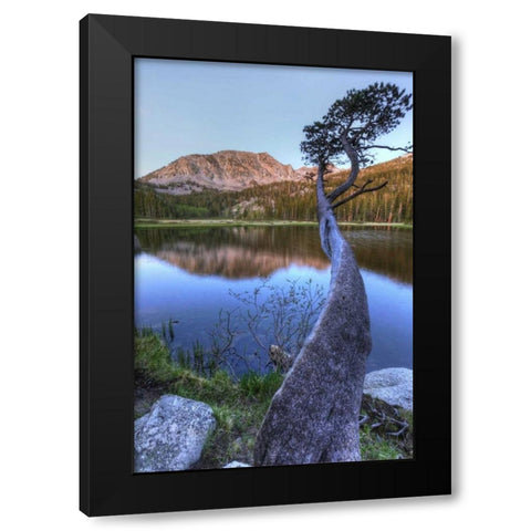 California, Sierra Nevada Grass Lake reflection Black Modern Wood Framed Art Print with Double Matting by Flaherty, Dennis