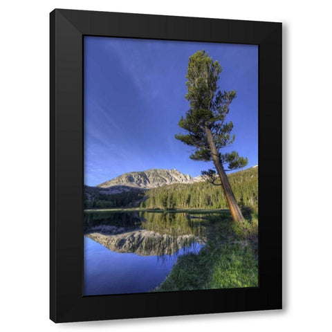 California, Sierra Nevada Grass Lake reflection Black Modern Wood Framed Art Print by Flaherty, Dennis