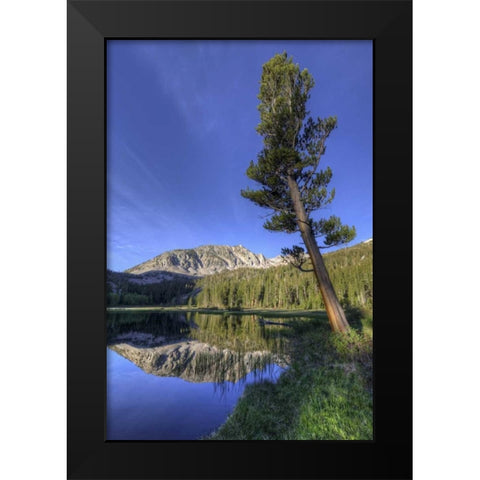 California, Sierra Nevada Grass Lake reflection Black Modern Wood Framed Art Print by Flaherty, Dennis