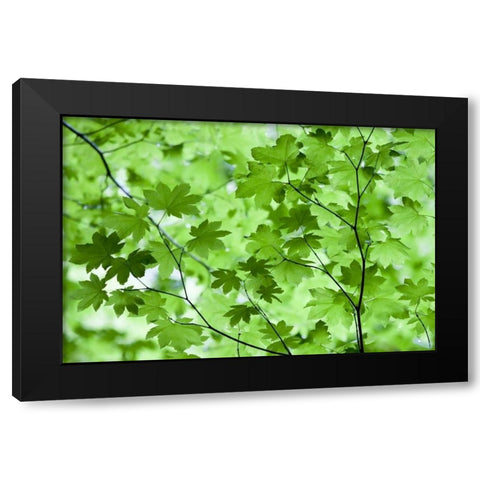 CA, Redwoods Spring canopy of vine maple leaves Black Modern Wood Framed Art Print with Double Matting by Carter, Jean