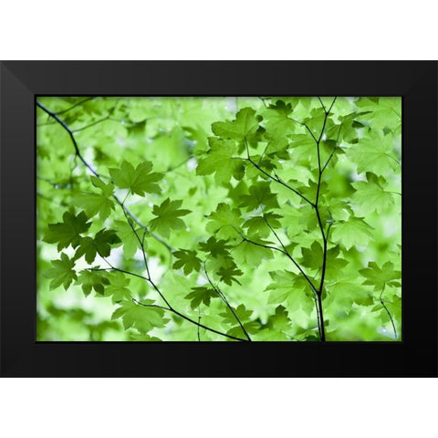 CA, Redwoods Spring canopy of vine maple leaves Black Modern Wood Framed Art Print by Carter, Jean