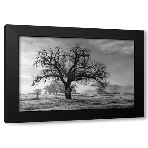 California-Los Padres National Forest Oak tree on foggy morning  Black Modern Wood Framed Art Print by Jaynes Gallery
