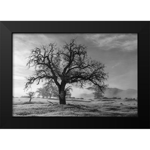 California-Los Padres National Forest Oak tree on foggy morning  Black Modern Wood Framed Art Print by Jaynes Gallery