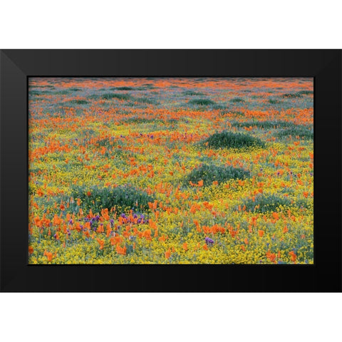California-Mojave Desert California poppy super bloom  Black Modern Wood Framed Art Print by Jaynes Gallery