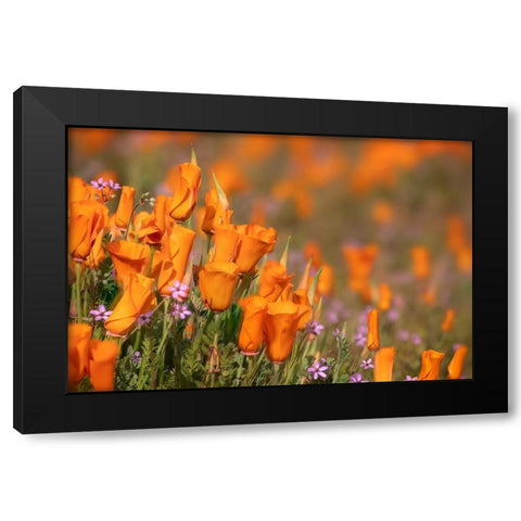 California-Mojave Desert California poppies  Black Modern Wood Framed Art Print with Double Matting by Jaynes Gallery