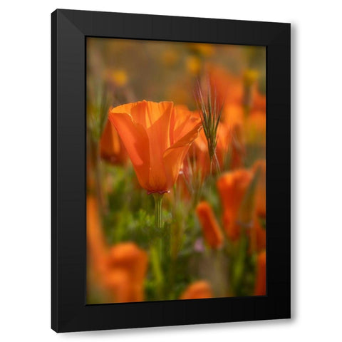 California Close-up of California poppy  Black Modern Wood Framed Art Print with Double Matting by Jaynes Gallery
