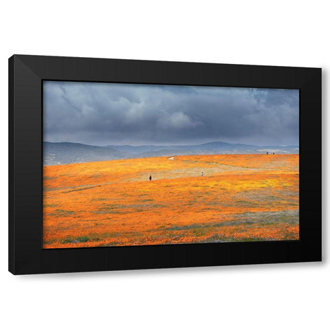 California-Mojave Desert California poppy super bloom  Black Modern Wood Framed Art Print with Double Matting by Jaynes Gallery