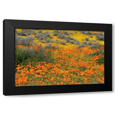 California-Mojave Desert California poppy super bloom  Black Modern Wood Framed Art Print by Jaynes Gallery