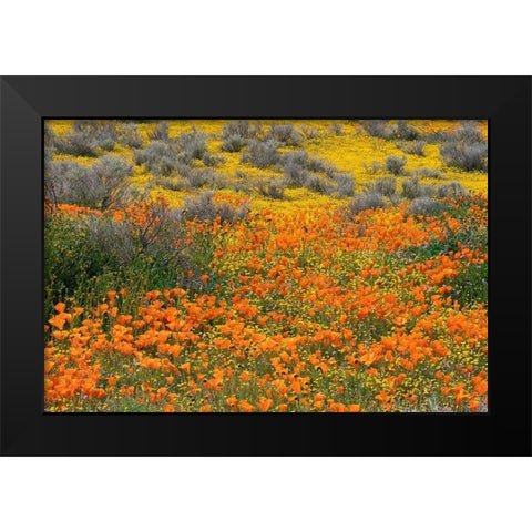 California-Mojave Desert California poppy super bloom  Black Modern Wood Framed Art Print by Jaynes Gallery