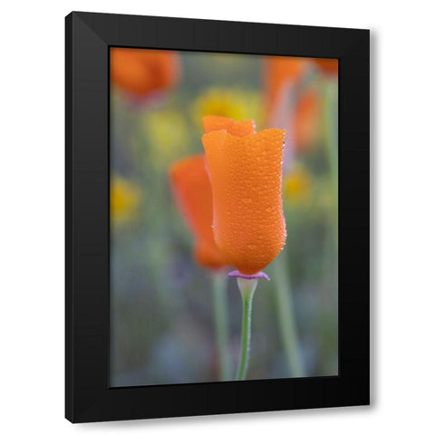 California Close-up of California poppy  Black Modern Wood Framed Art Print with Double Matting by Jaynes Gallery