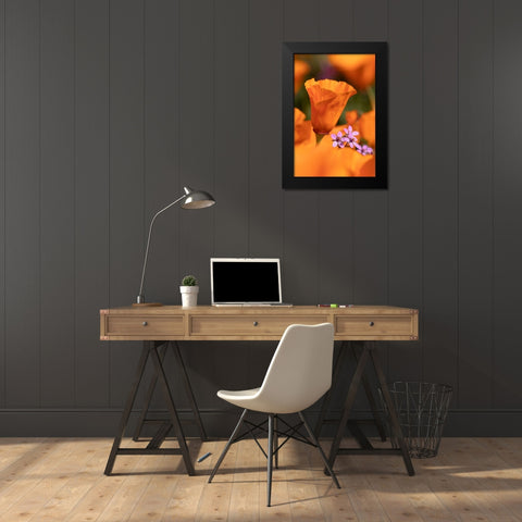 California Close-up of California poppy  Black Modern Wood Framed Art Print by Jaynes Gallery