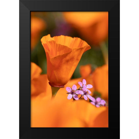 California Close-up of California poppy  Black Modern Wood Framed Art Print by Jaynes Gallery