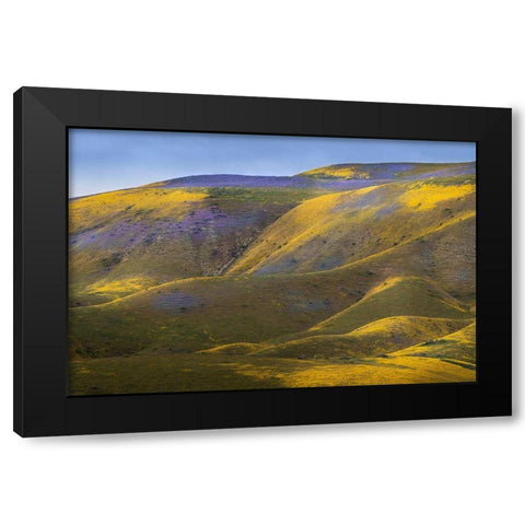 California-Carrizo Plain National Monument Patches of lacy phacelia and yellow hillside daisy Black Modern Wood Framed Art Print by Jaynes Gallery