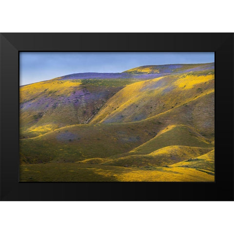 California-Carrizo Plain National Monument Patches of lacy phacelia and yellow hillside daisy Black Modern Wood Framed Art Print by Jaynes Gallery