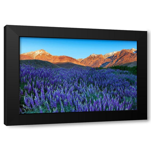 California-Sierra Nevada Range Blooming Inyo bush lupine in valley Black Modern Wood Framed Art Print by Jaynes Gallery