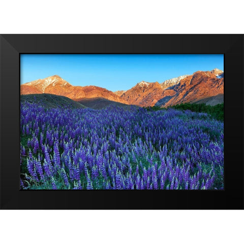 California-Sierra Nevada Range Blooming Inyo bush lupine in valley Black Modern Wood Framed Art Print by Jaynes Gallery