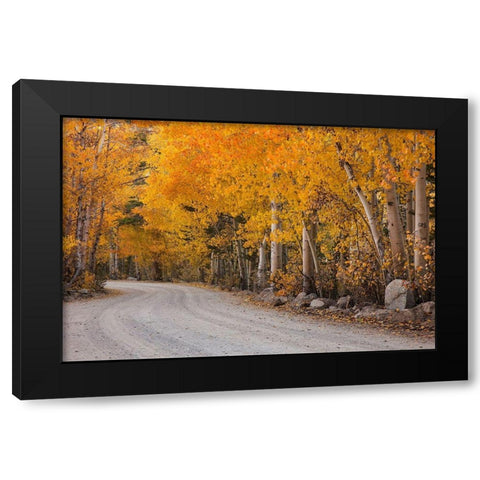 California-Sierra Nevada Range Mountain road in forest Black Modern Wood Framed Art Print by Jaynes Gallery