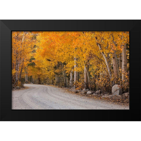 California-Sierra Nevada Range Mountain road in forest Black Modern Wood Framed Art Print by Jaynes Gallery