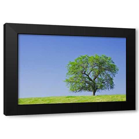 California Abstract of lone blue oak tree Black Modern Wood Framed Art Print with Double Matting by Jaynes Gallery