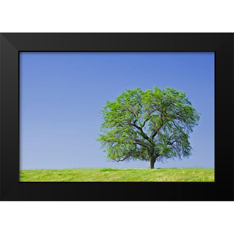 California Abstract of lone blue oak tree Black Modern Wood Framed Art Print by Jaynes Gallery
