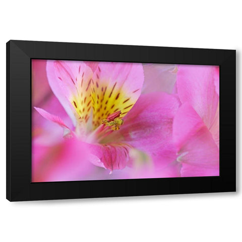 California Detail of Alstroemeria flower Black Modern Wood Framed Art Print with Double Matting by Jaynes Gallery