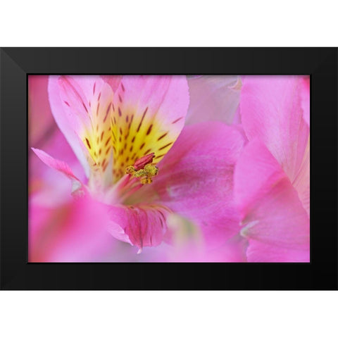 California Detail of Alstroemeria flower Black Modern Wood Framed Art Print by Jaynes Gallery